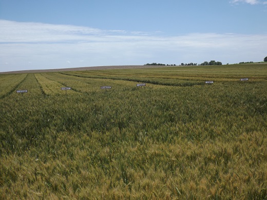 Karber Wheat Plot 2015