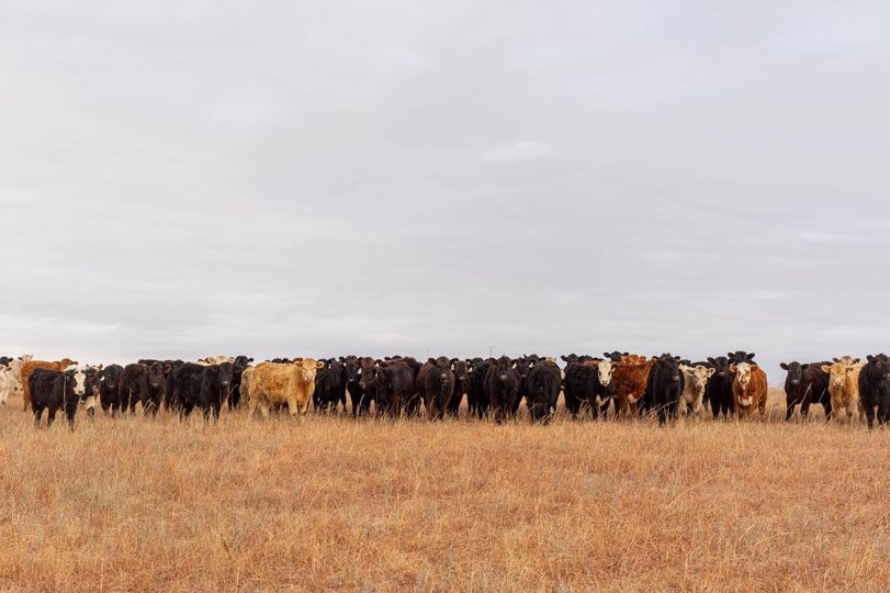 stocker cattle