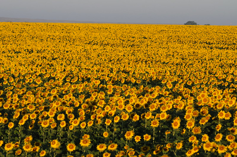 Sunflower