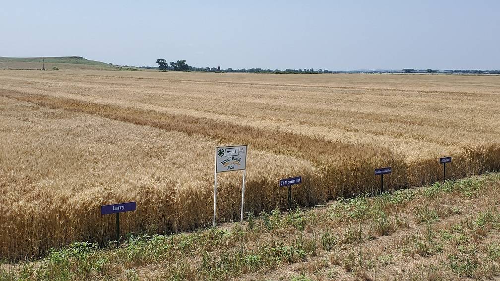 2019 Wheat Plot