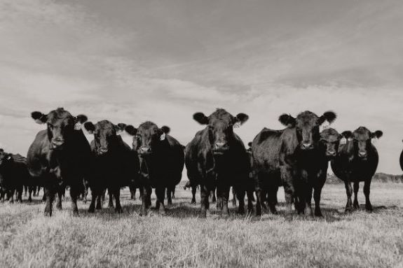 wyoming cattle