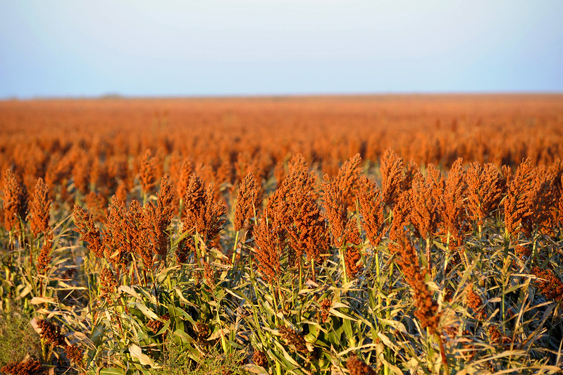 sorghum